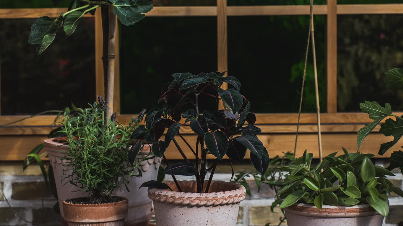 Guidelines for Durable Pots & Thriving Plants