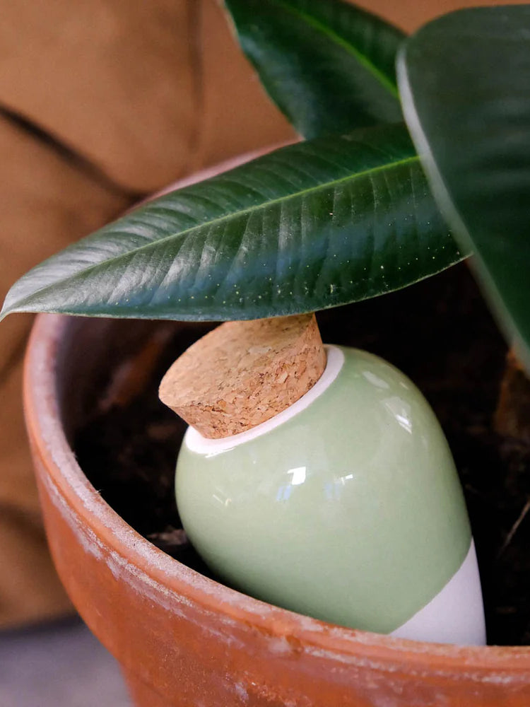 Olla Hydrante - Vert - Cigale & Fourmi