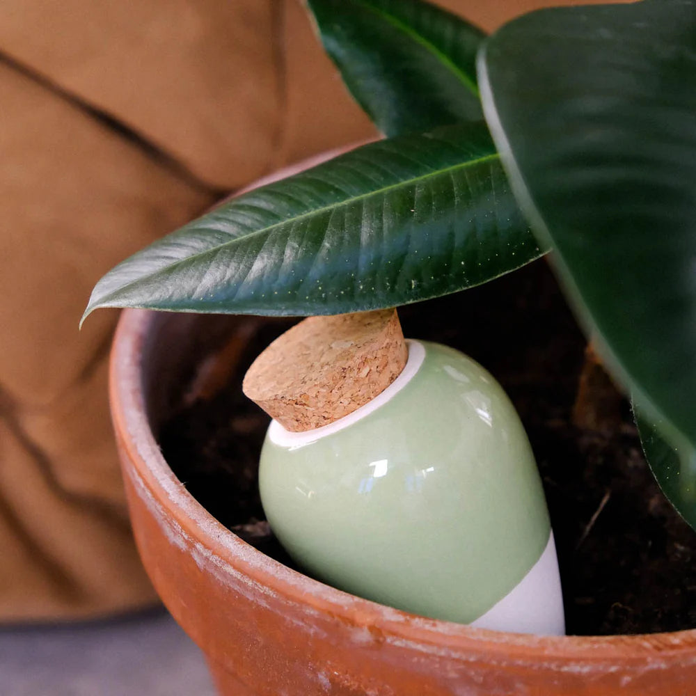 Olla Hydrante - Vert - Cigale & Fourmi
