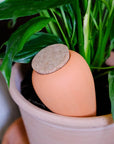 Olla-kasteluastia - Terrakotta