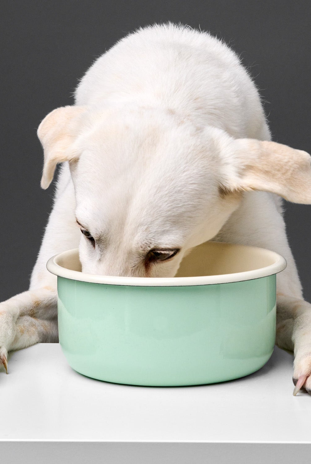 Dog Bowl Enamel - Pastell Green — detail 2