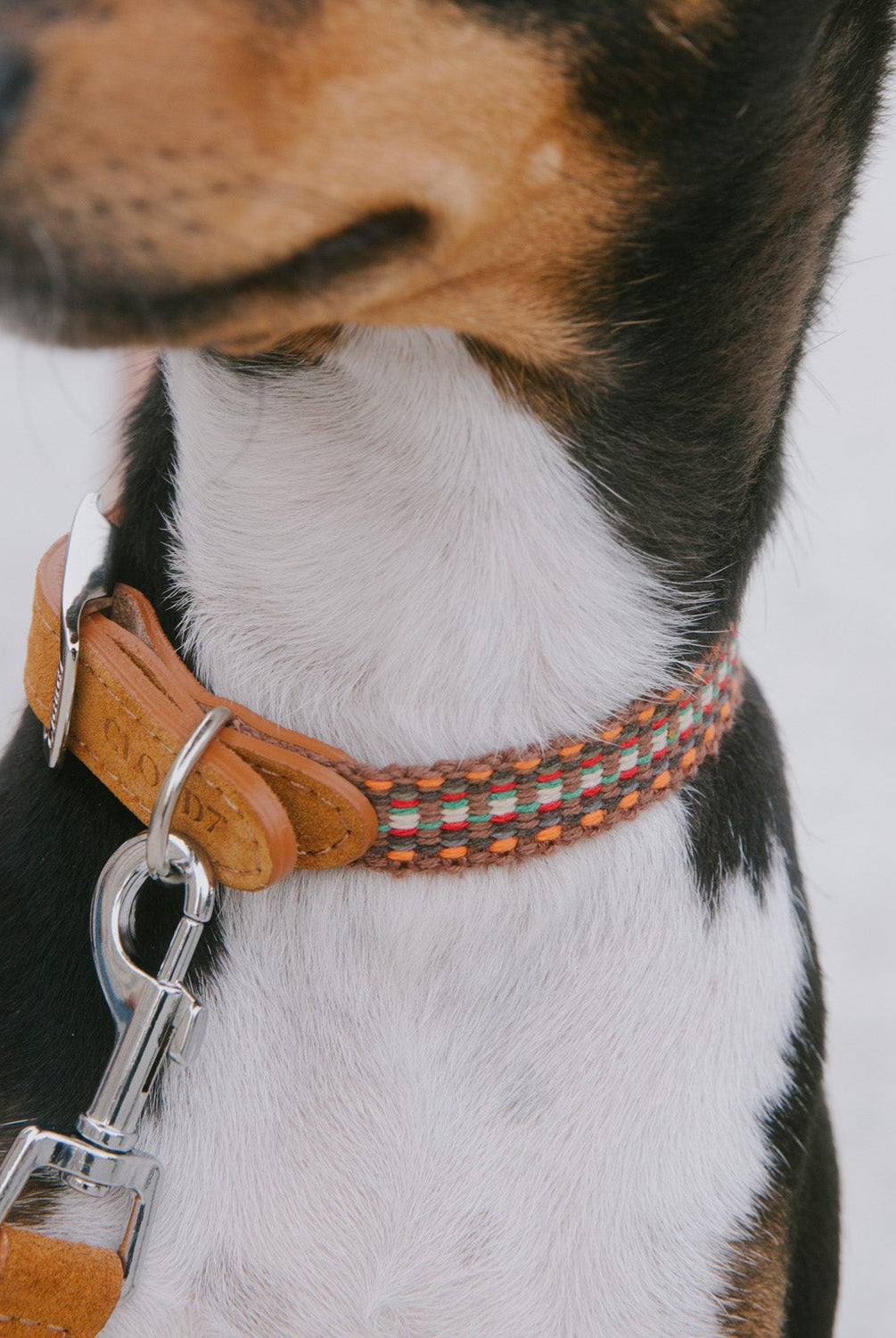 Dog Collar - Prater Sunset — detail 3