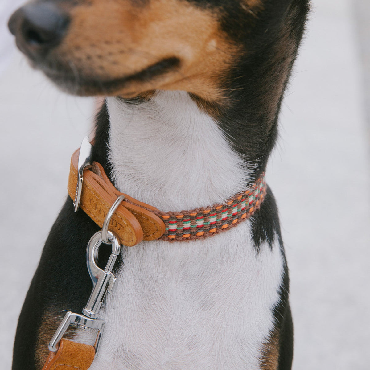 Dog Collar - Prater Sunset — detail 3
