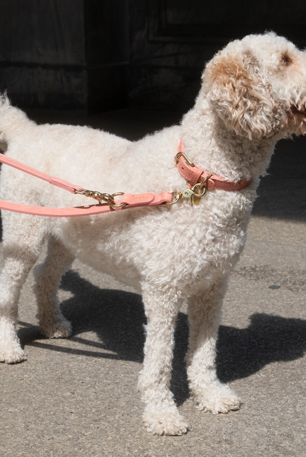 Dog Leash - Tiergarten Park - Peach — detail 2