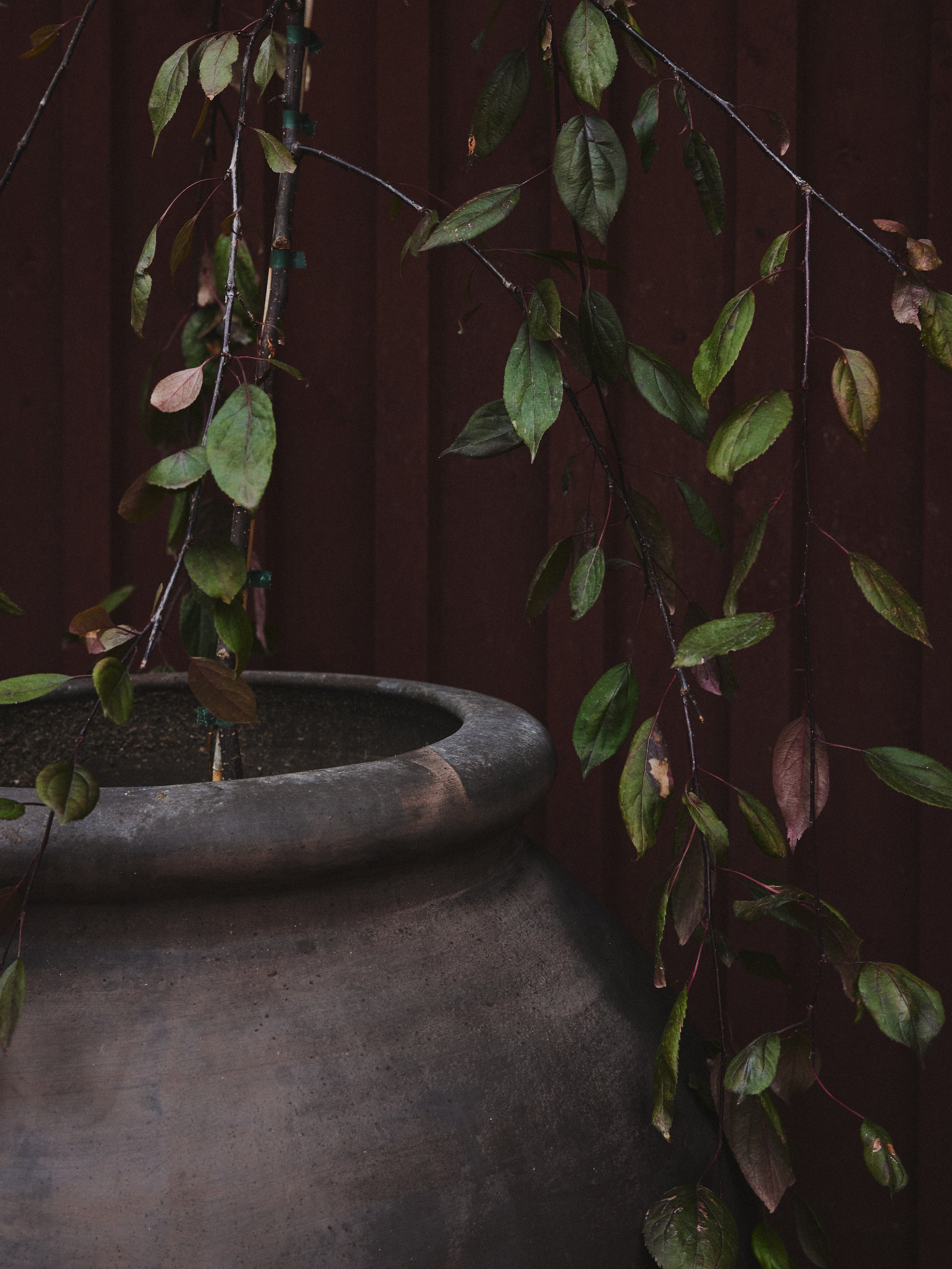 Olivia - Grey - Cigale & Fourmi