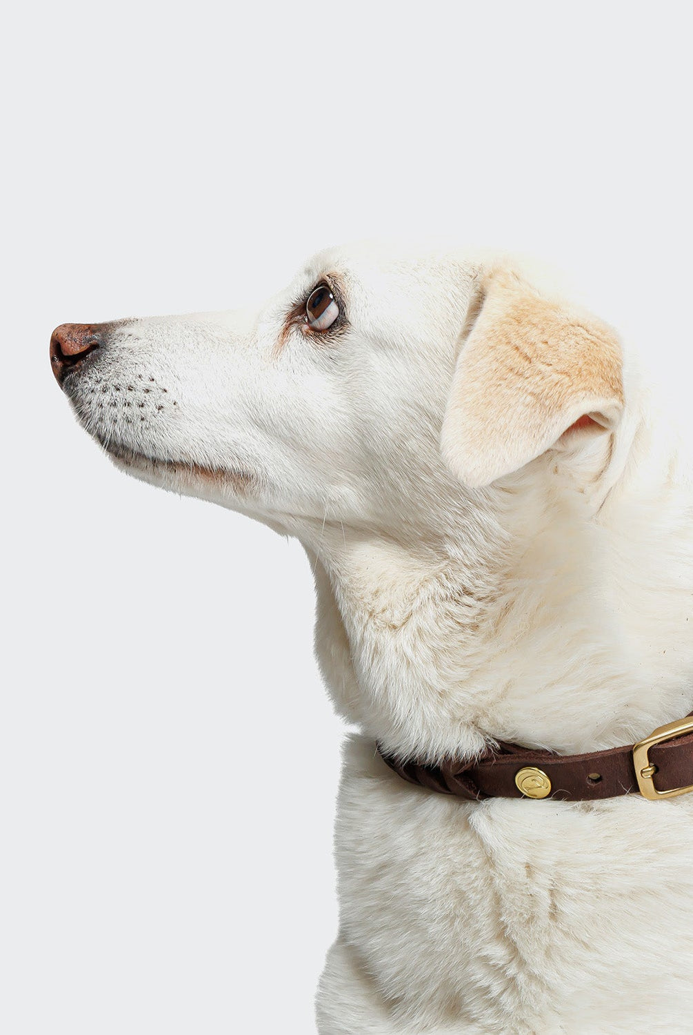 Dog Collar Central Park - Saddle Brown — original