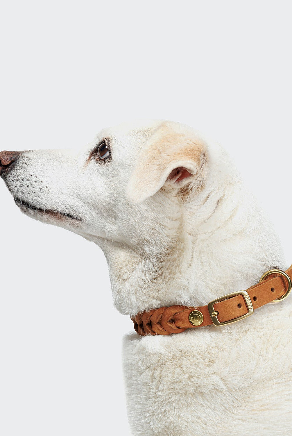 Dog Collar Central Park - Camel Gold — original