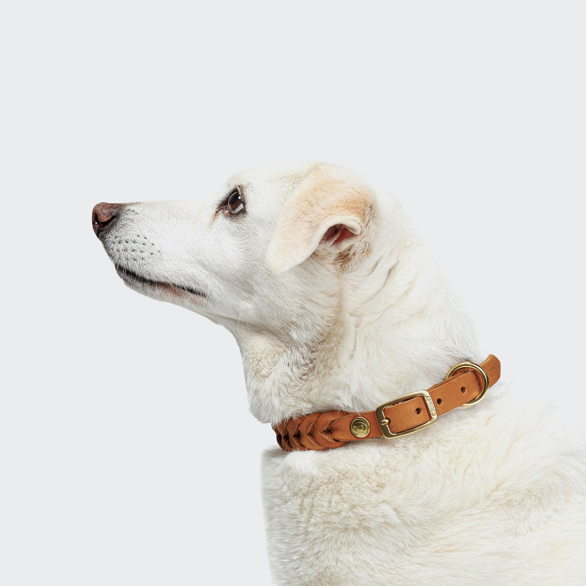 Dog Collar Central Park - Camel Gold — original