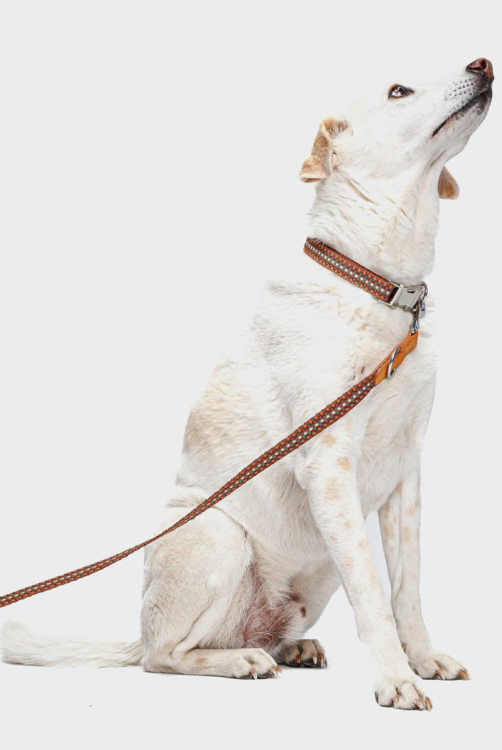 Dog Leash - Prater Sunset — detail 5