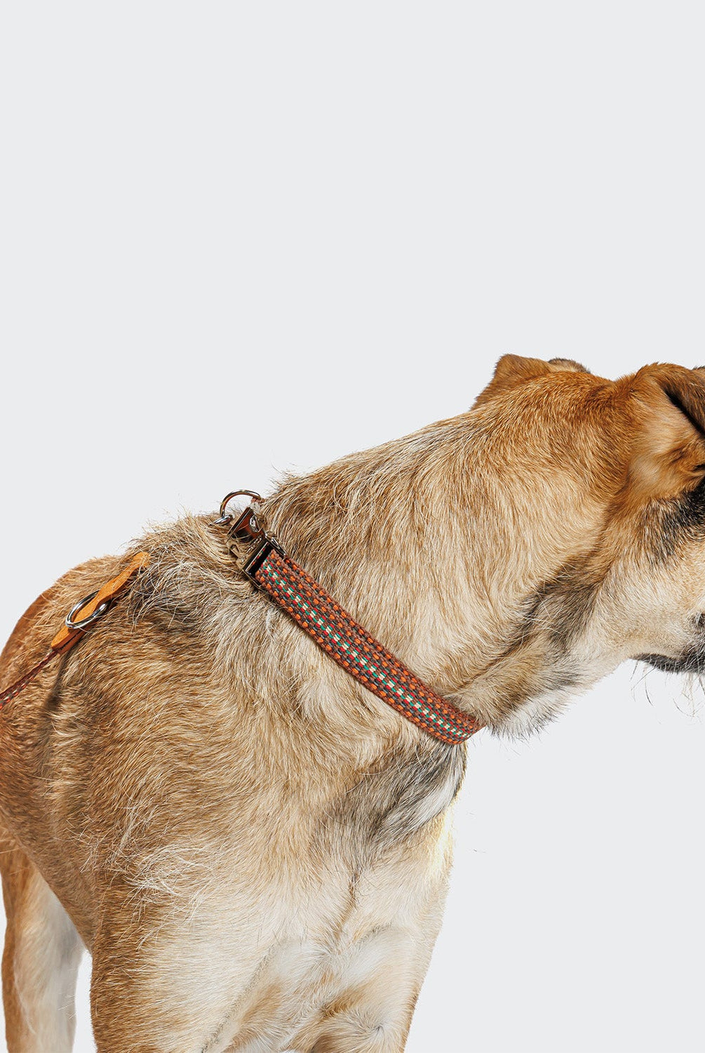 Dog Leash - Prater Sunset — detail 2
