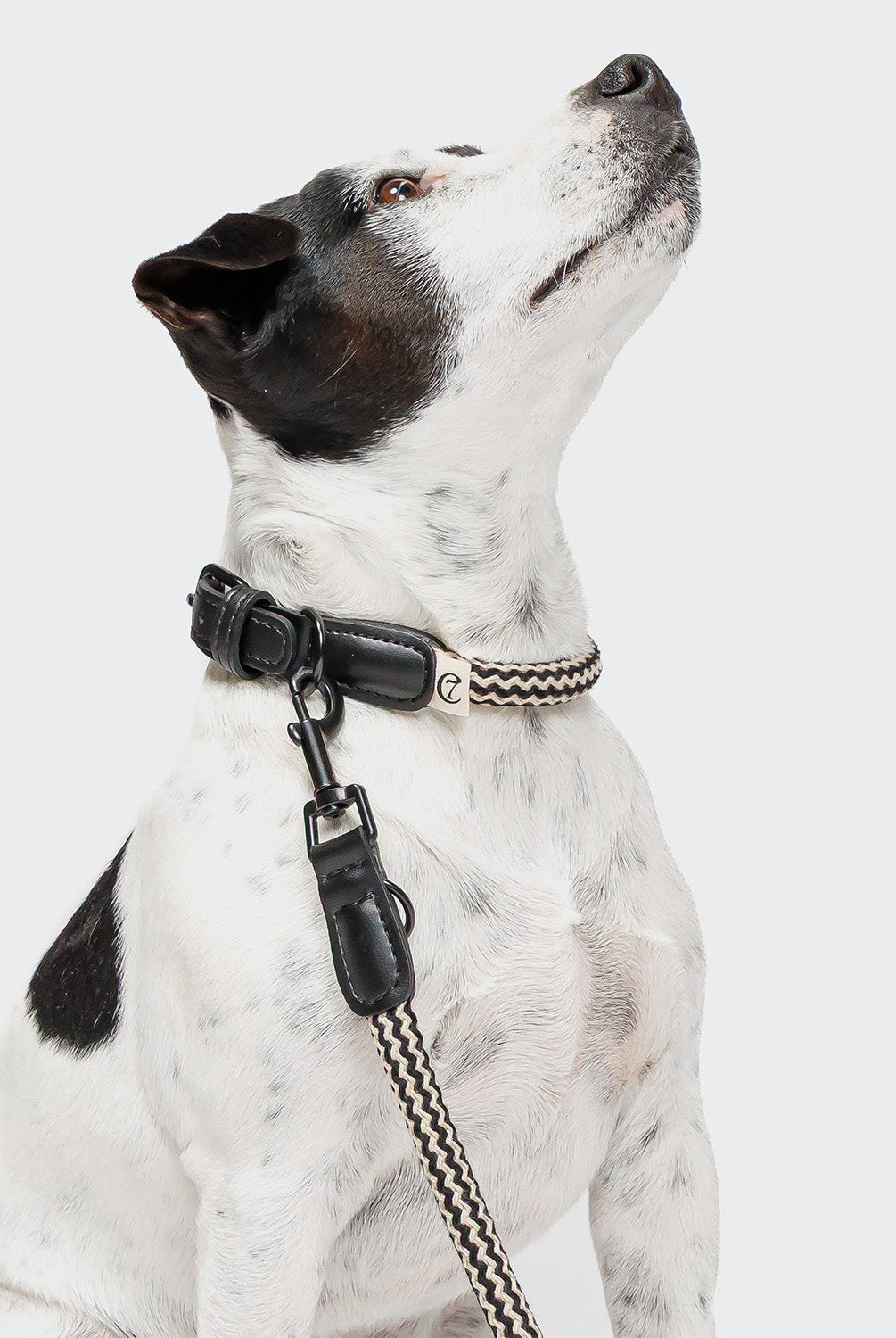 Dog Collar Mauerpark -Zigzag Black — detail 2