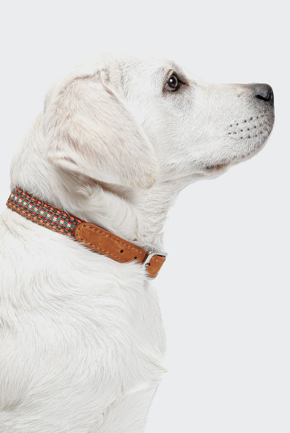 Dog Collar - Prater Sunset — original