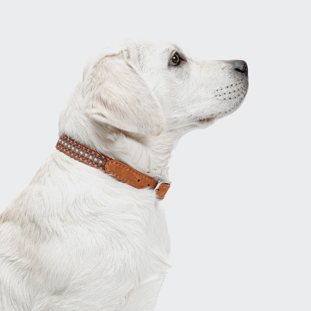 Dog Collar - Prater Sunset — original