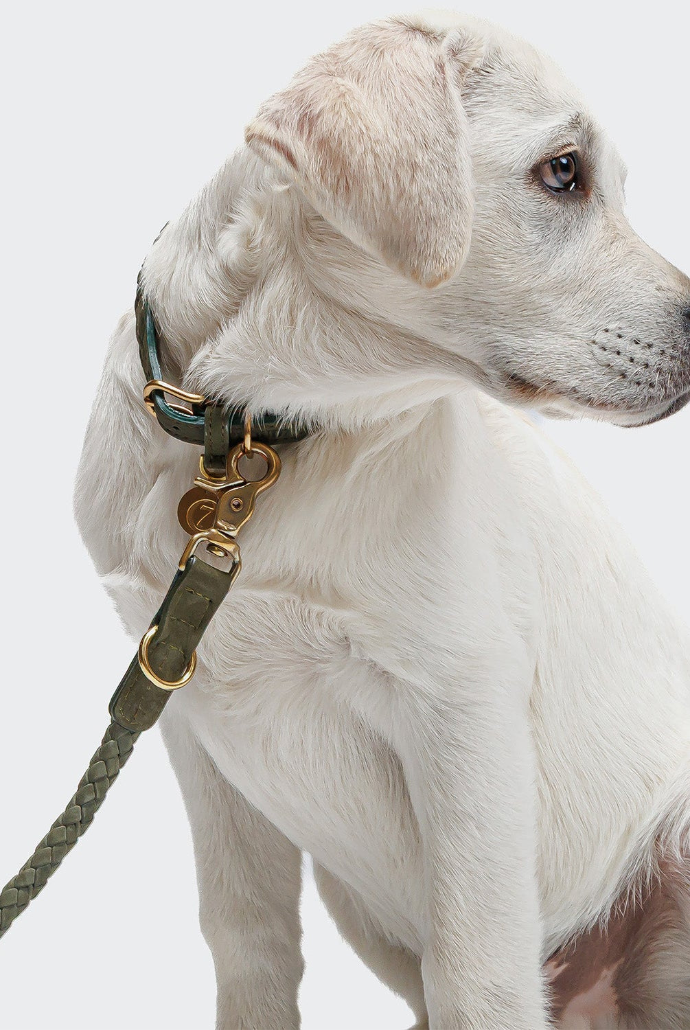 Dog Leash - Ravello - Moss — original