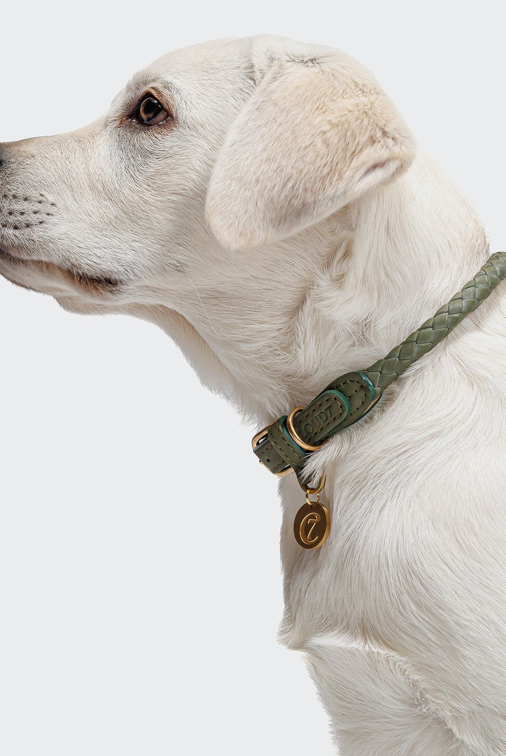 Dog Collar Ravello - Moss — original