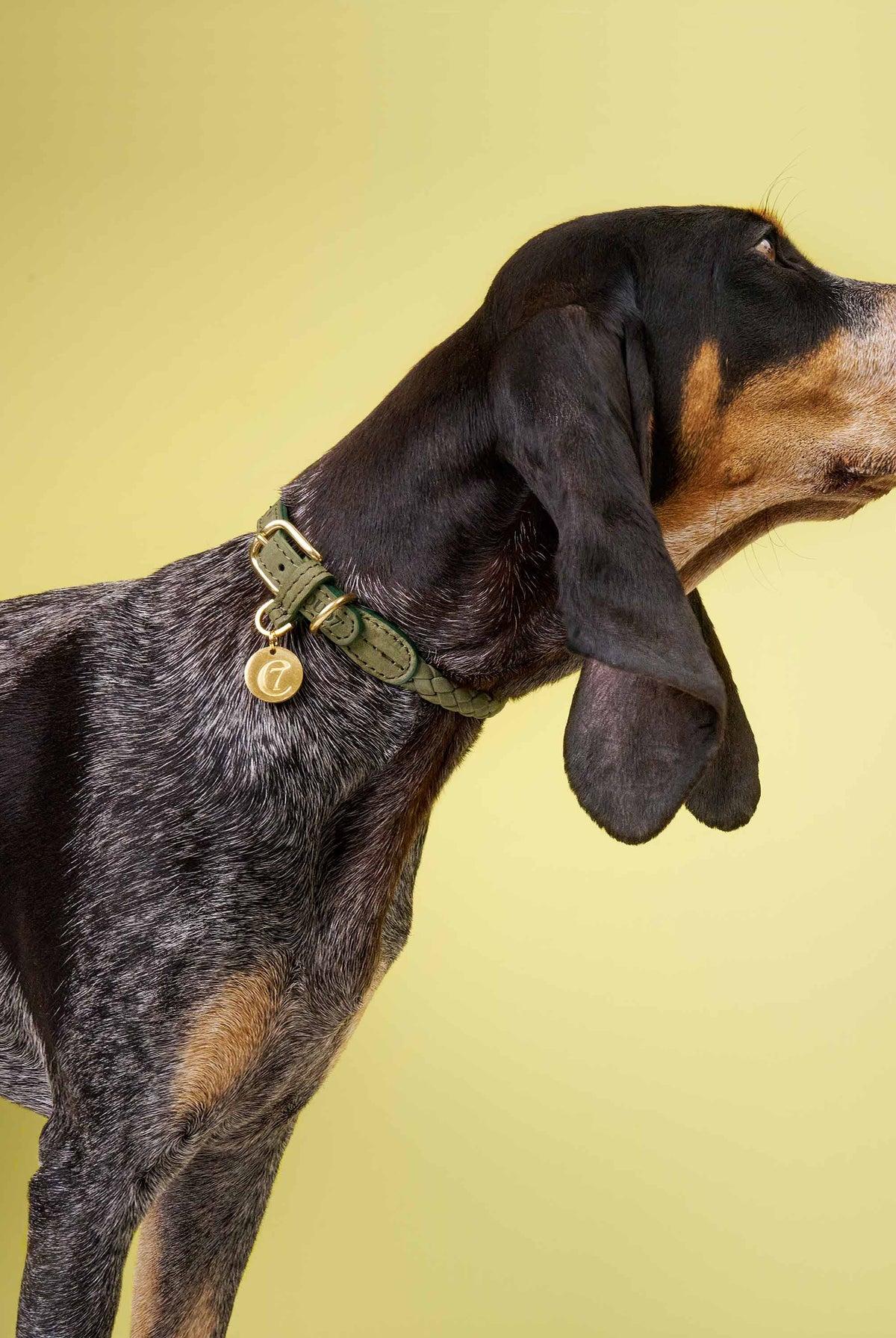 Dog Collar Ravello - Moss — detail 3