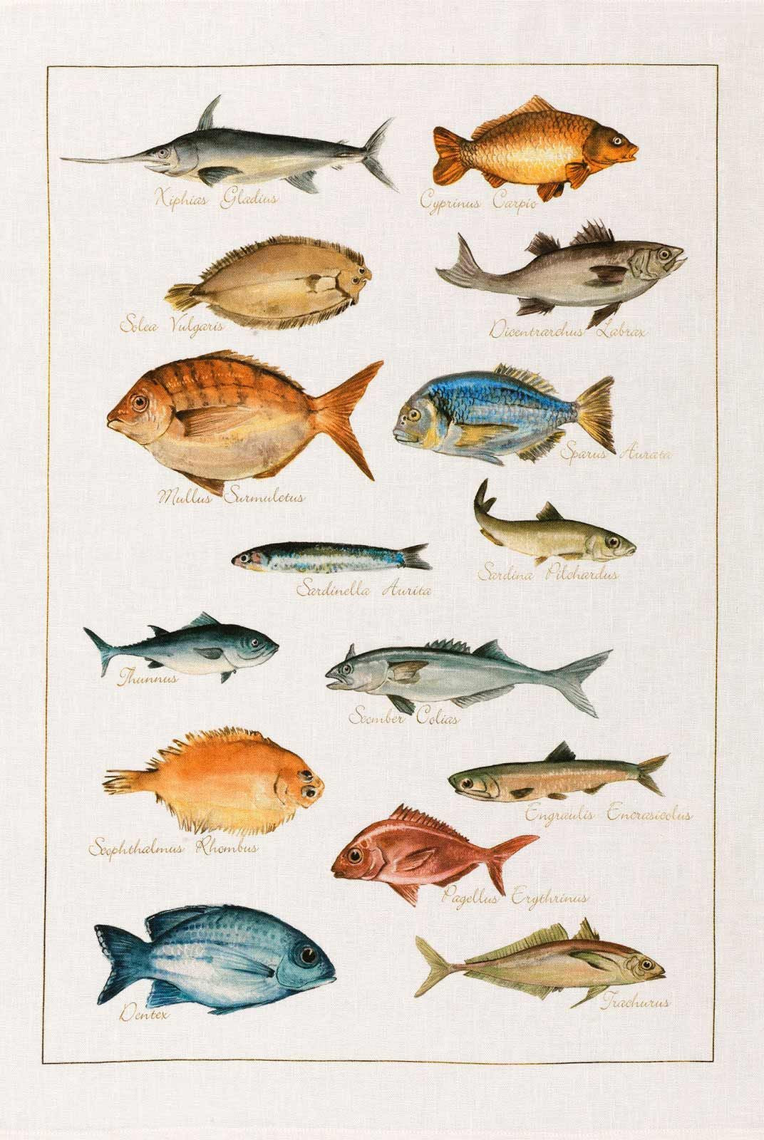 Kitchen Towel - La Mer Pesci - Cigale & Fourmi