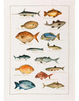 Kitchen Towel - La Mer Pesci - Cigale & Fourmi
