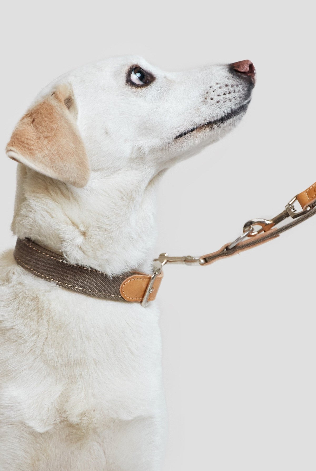 Dog Collar Tivoli Greige — original