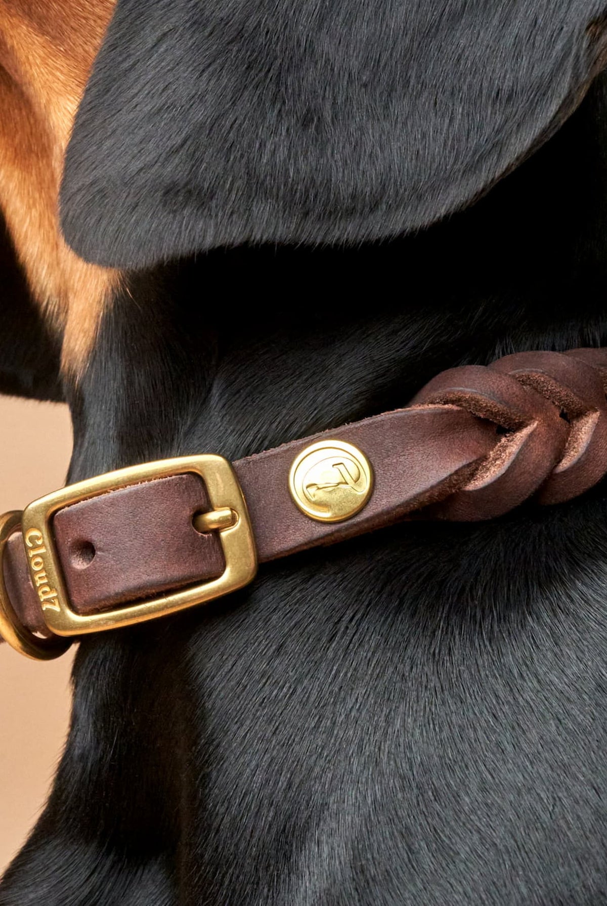 Dog Collar Central Park - Saddle Brown — detail 5
