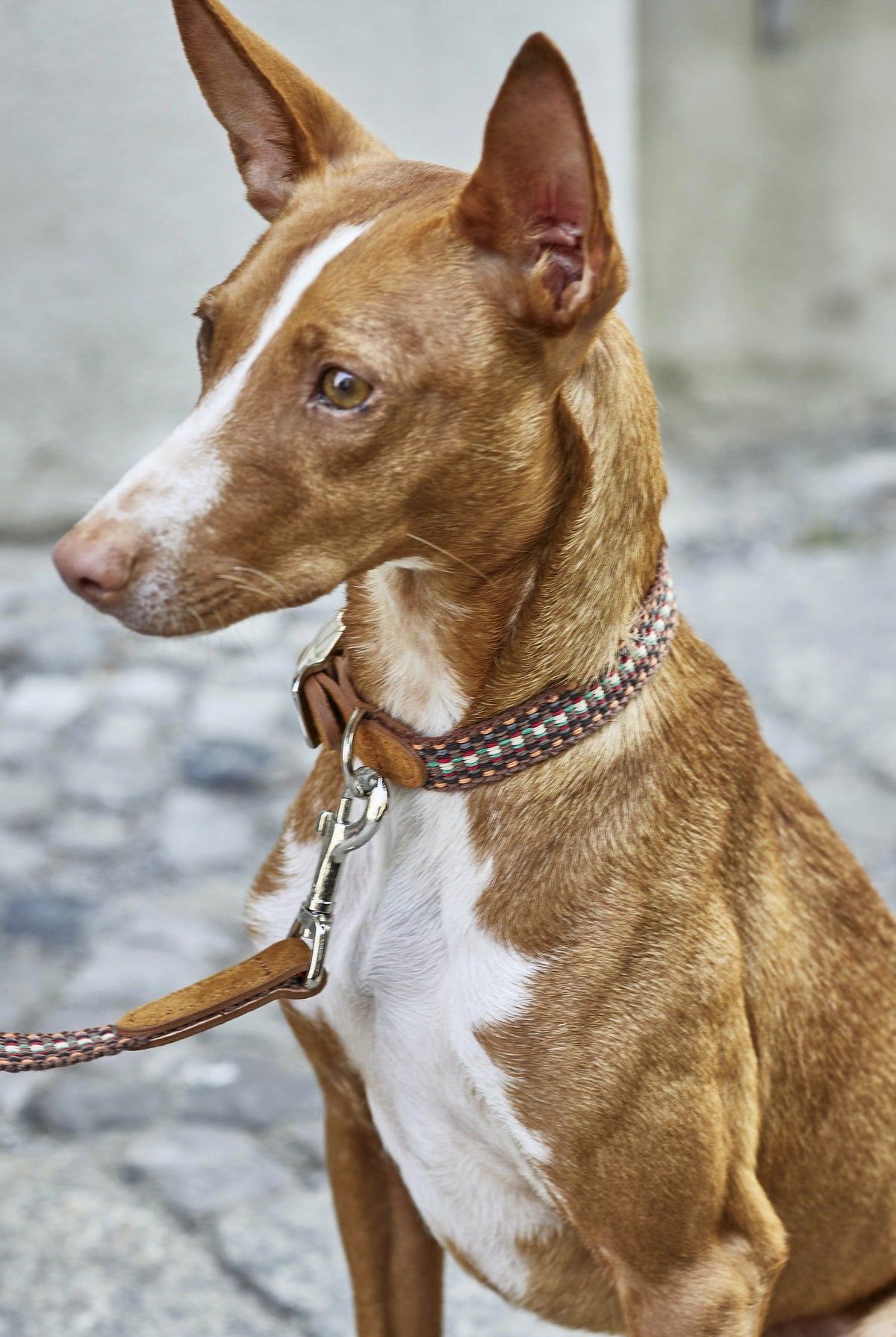Dog Collar - Prater Sunset — detail 6