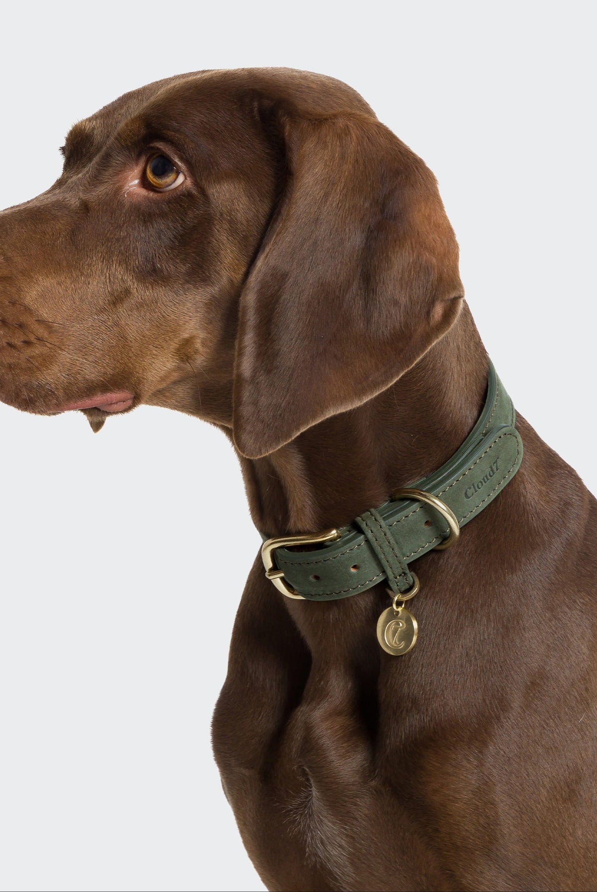 Dog Collar Tiergarten - Moss — original