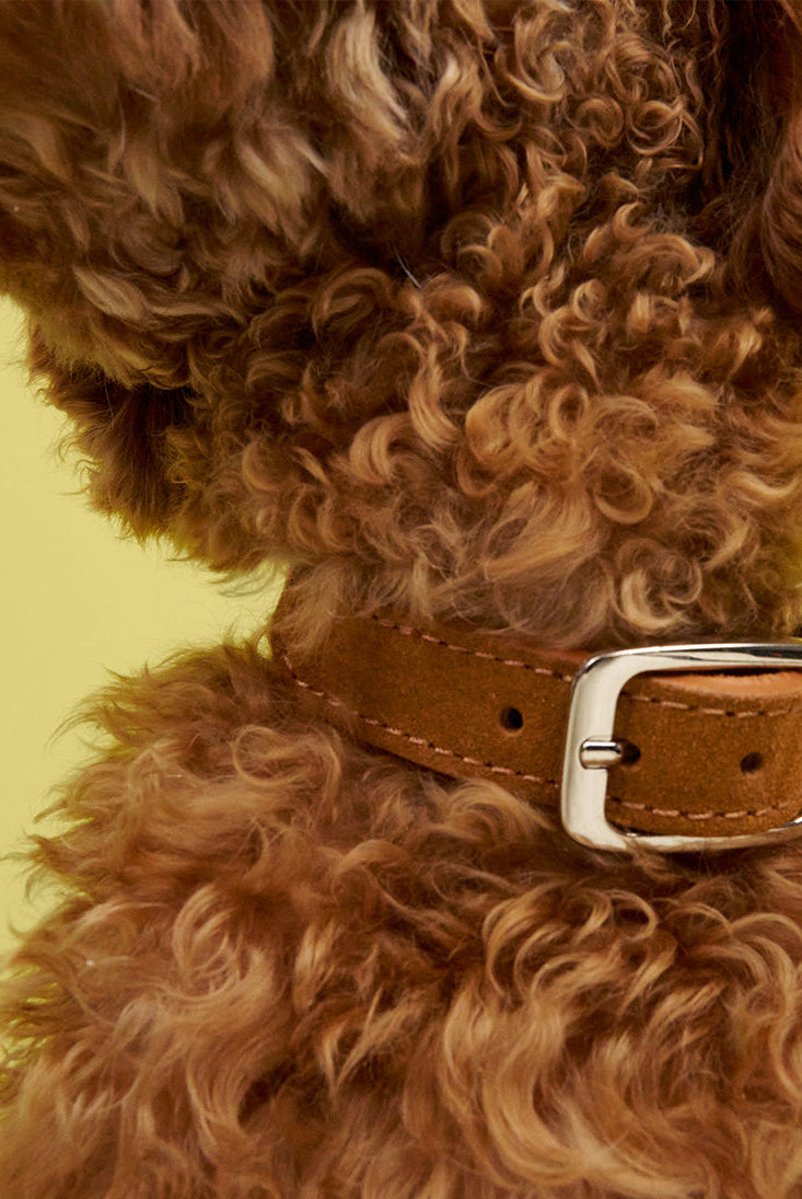 Dog Collar - Prater Sunset — detail 8