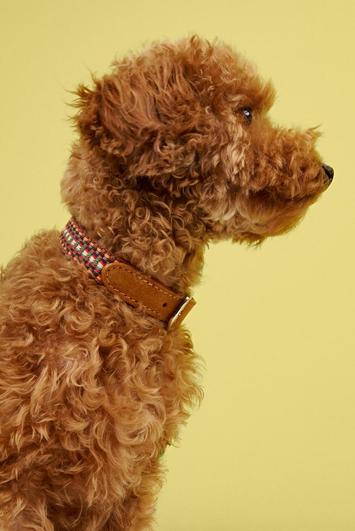 Dog Collar - Prater Sunset — detail 7