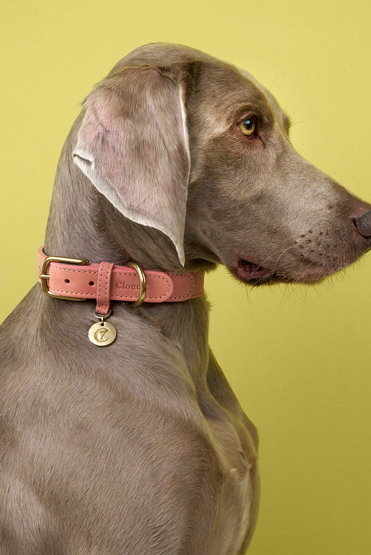 Dog Collar Tiergarten Park - Peach — detail 2