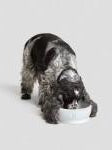Dog Bowl - White Dog Bowl Cloud7