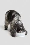 Dog Bowl - White Dog Bowl Cloud7