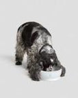 Dog Bowl - White Dog Bowl Cloud7