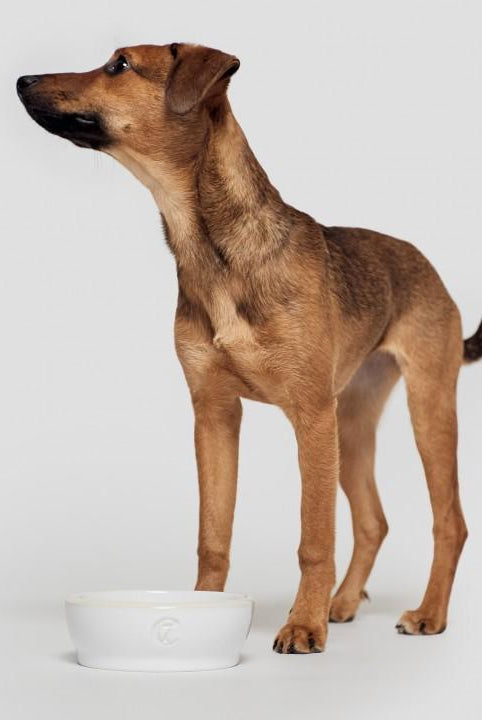 Dog Bowl - White Dog Bowl Cloud7