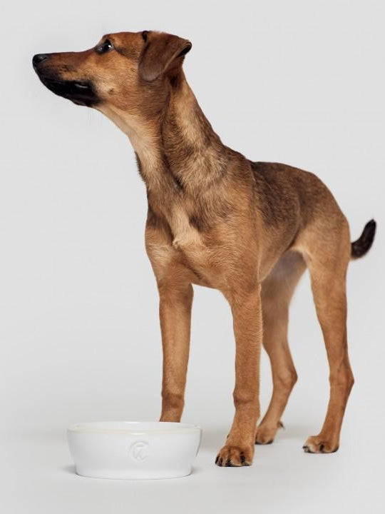 Dog Bowl - White Dog Bowl Cloud7