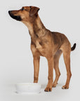 Dog Bowl - White Dog Bowl Cloud7