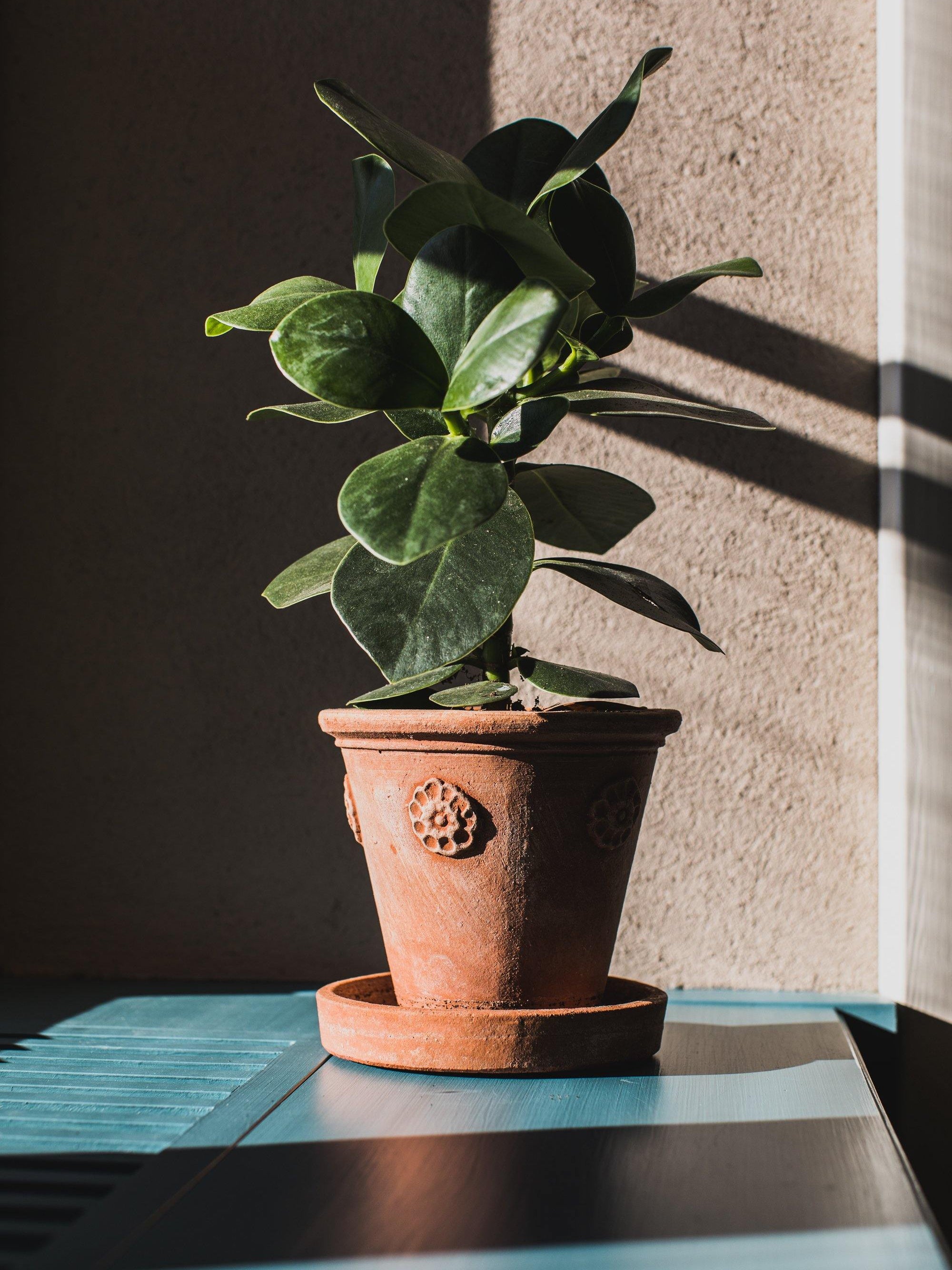 Vasetto Con Rosette - Terracotta Pottery M.I.T.A.L