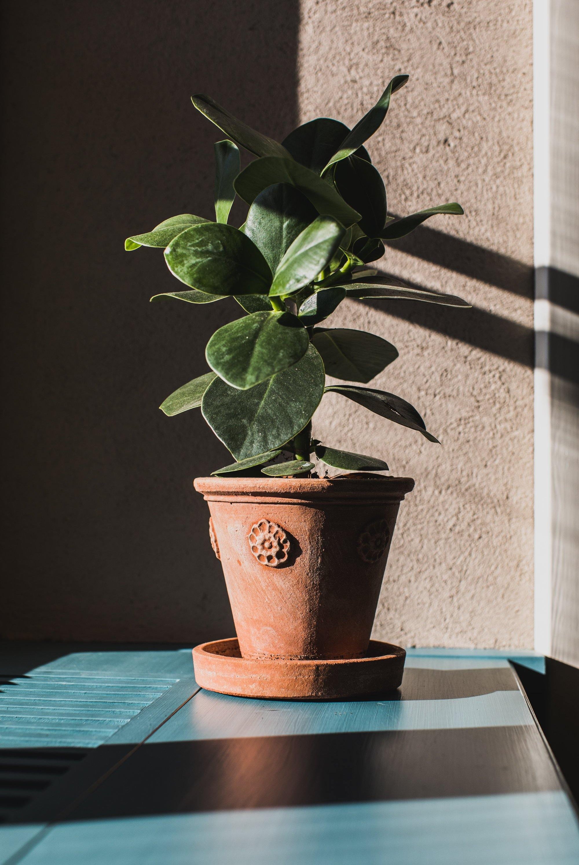 Vasetto Con Rosette - Terracotta Pottery M.I.T.A.L