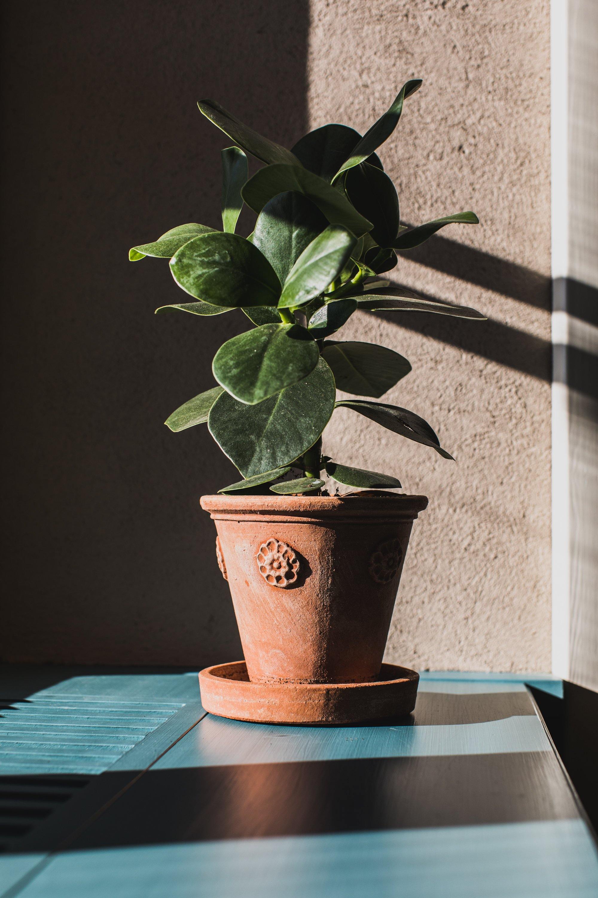 Vasetto Con Rosette - Terracotta Pottery M.I.T.A.L