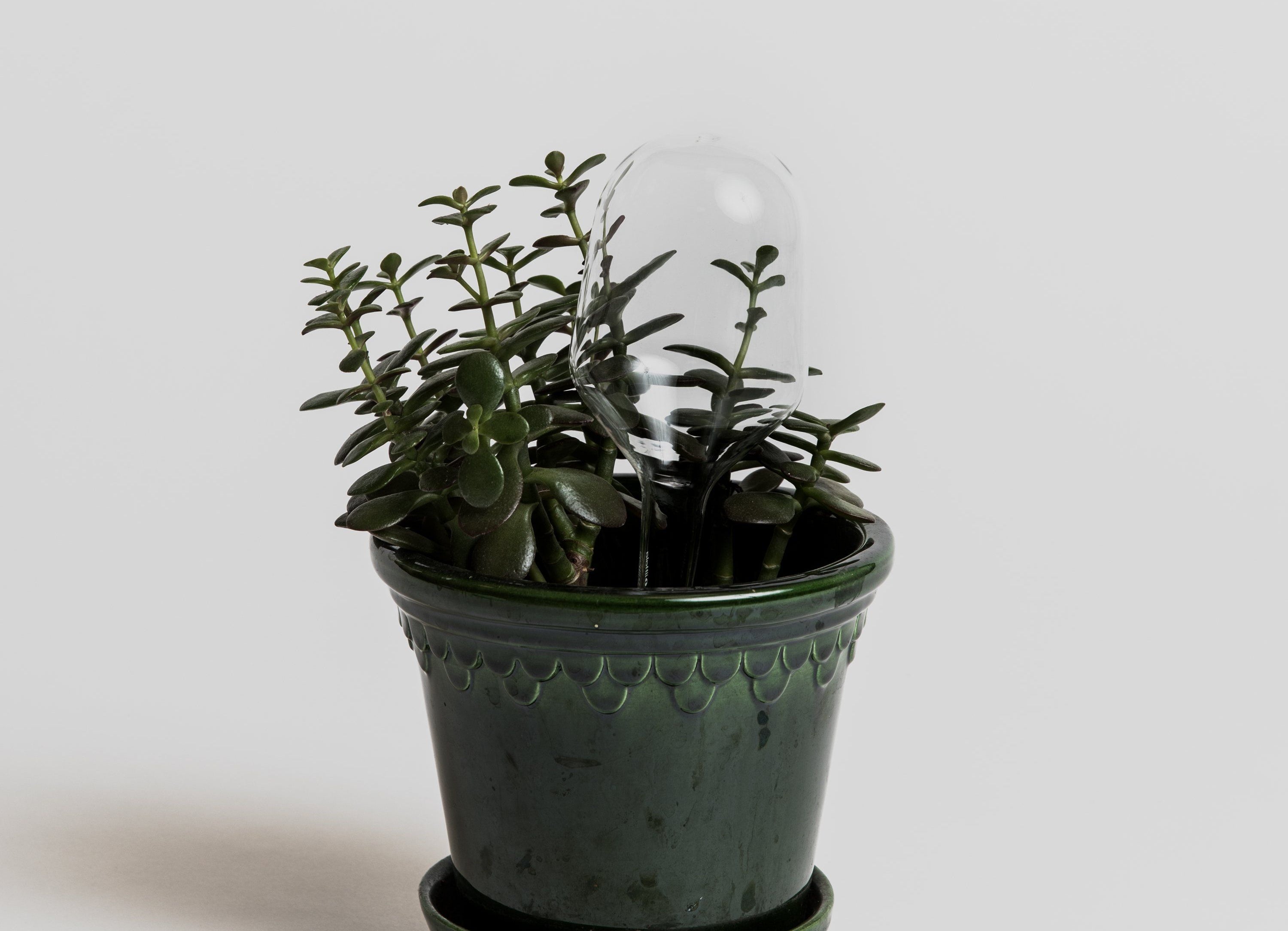 Watering bubble - 2 pcs Accessories Iittala