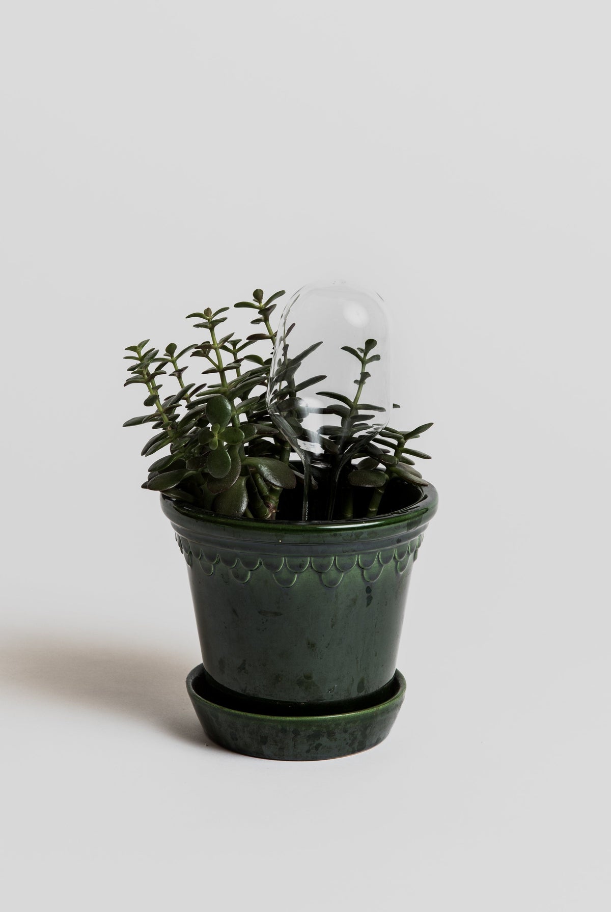 Watering bubble - 2 pcs Accessories Iittala