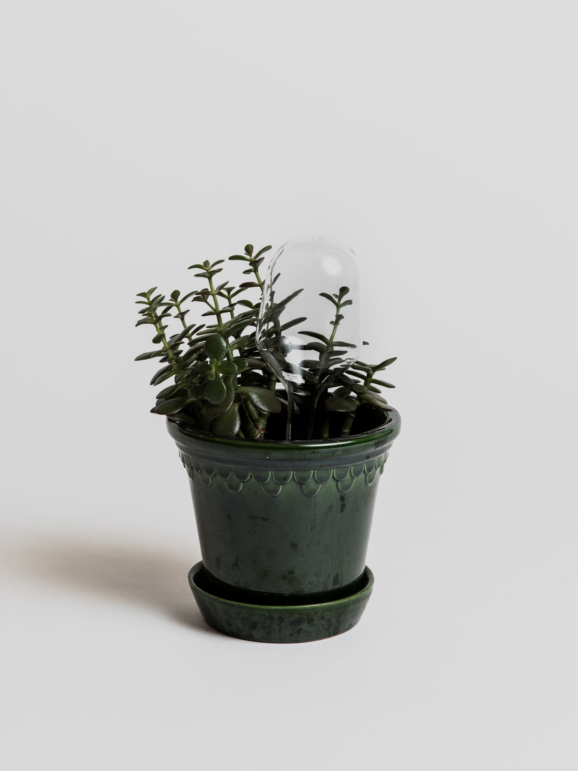 Watering bubble - 2 pcs Accessories Iittala
