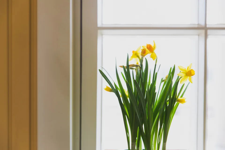Spring planting
