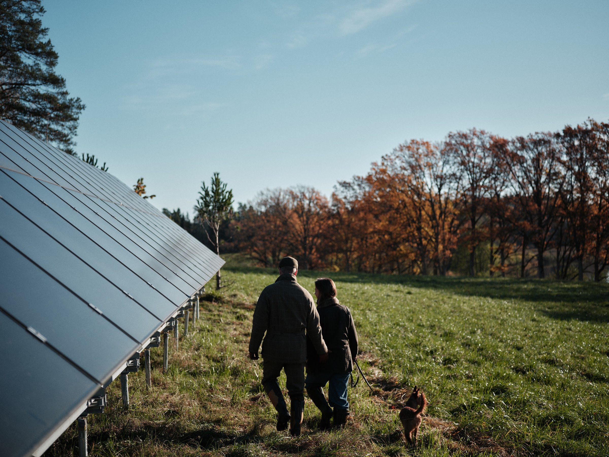 A ground-mounted solar panel array in a grassy field, with two people and a dog walking away toward a tree line under a pale sky