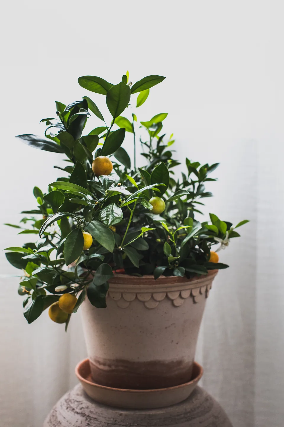 The lemon tree