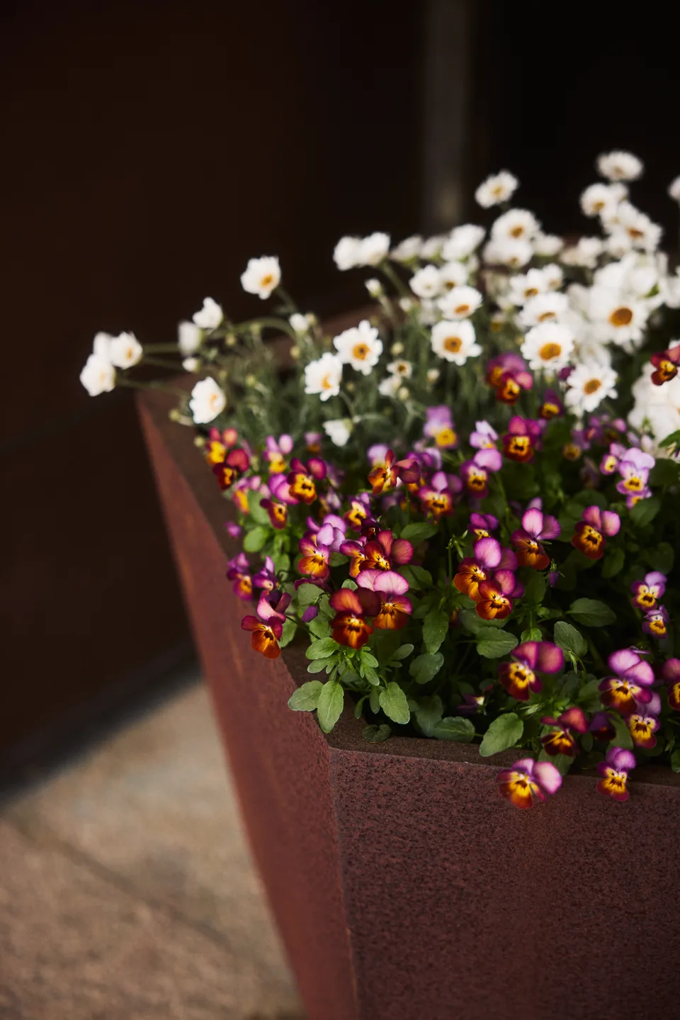 Daisies in a planter