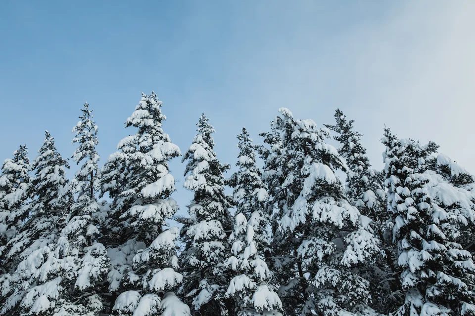 Snowy spruces