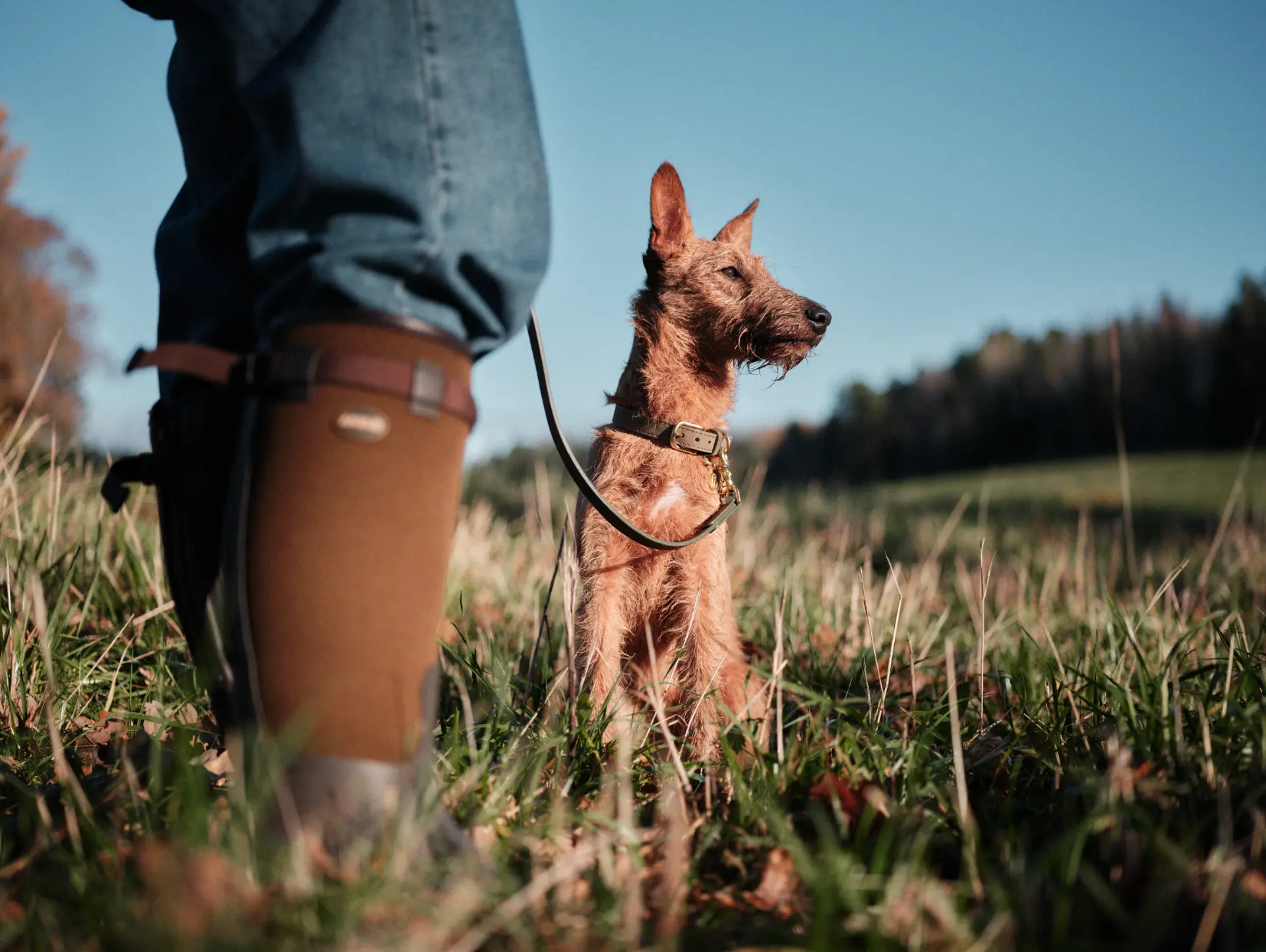 A wire-haired terrier sitting alert in a grassy field beside its handler, with a tree line under a clear sky