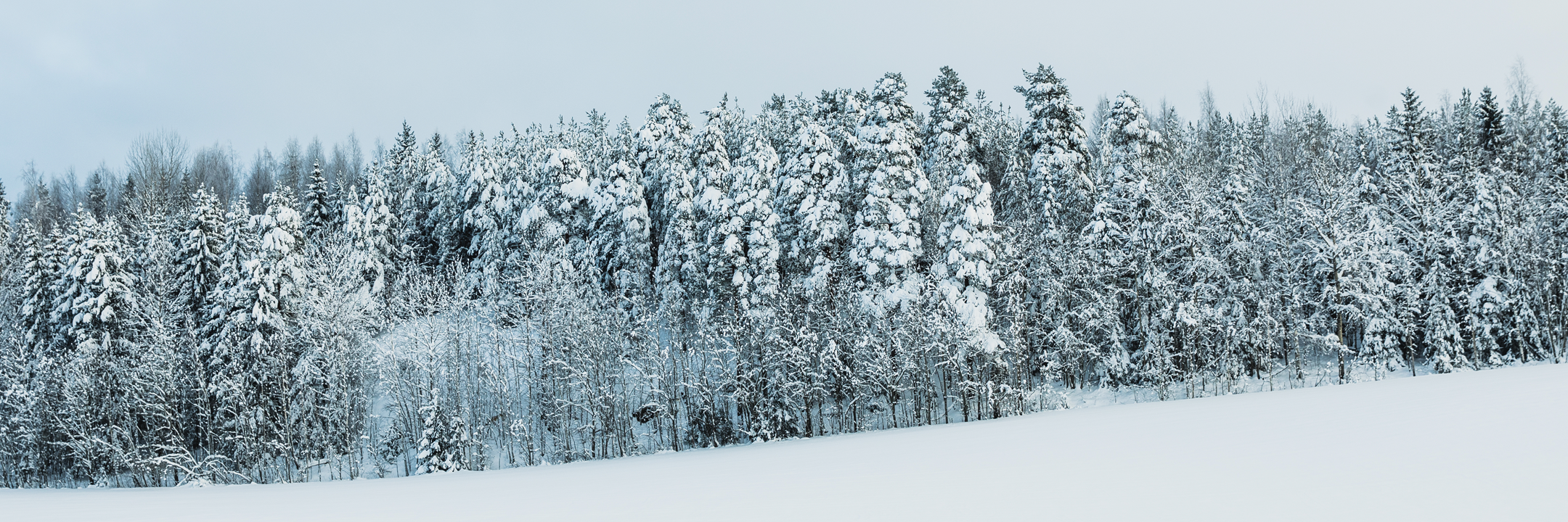 Winter Collection