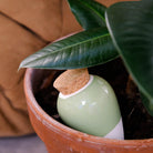Olla Hydrante - Vert - Cigale &  Fourmi