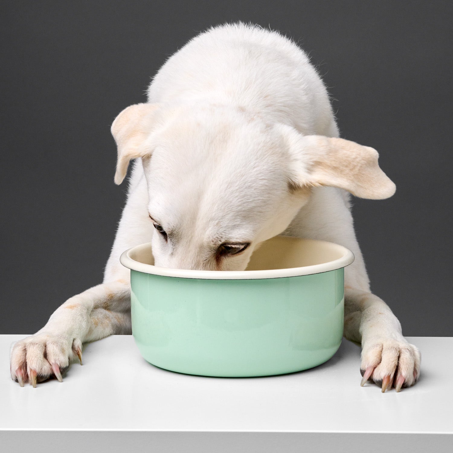 Dog Bowl Enamel - Pastell Green — detail 2